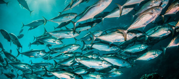 Hydrolysat de collagène marin