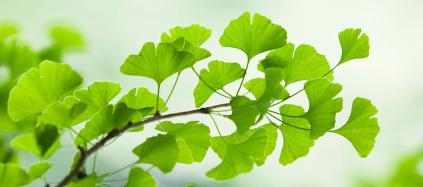 Ginkgo